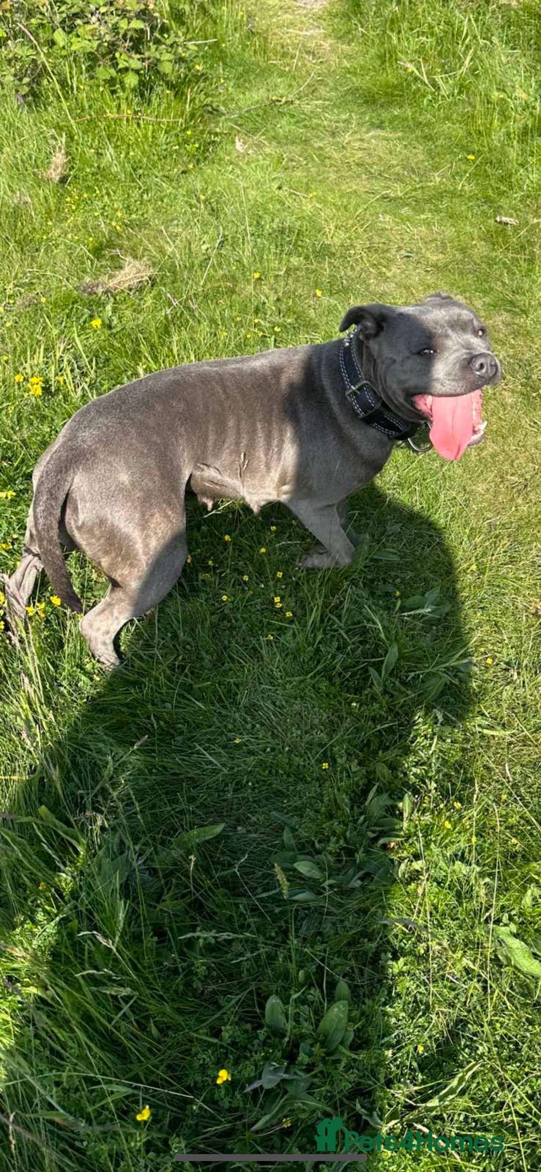 Staffordshire Bull Terrier dogs for sale: Blue Staffordshire bull terrier  - Image 31