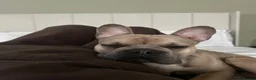 French Bulldog dogs for sale: The most loving French bulldog for sale  - Advert 2