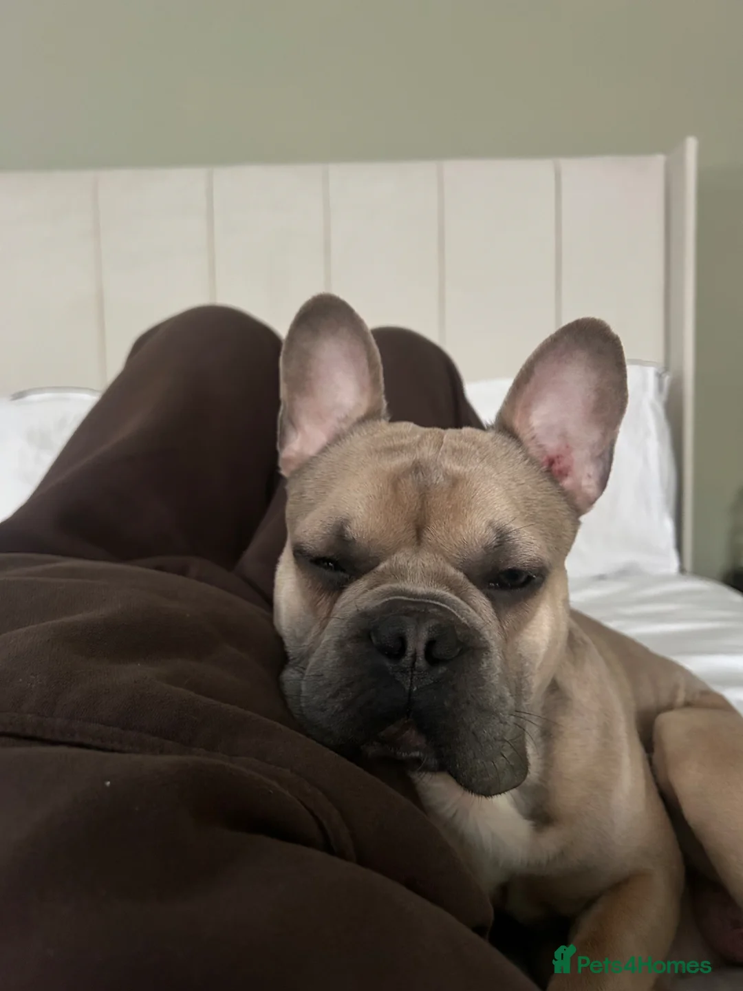 French Bulldog dogs for sale: The most loving French bulldog for sale  - Advert 2
