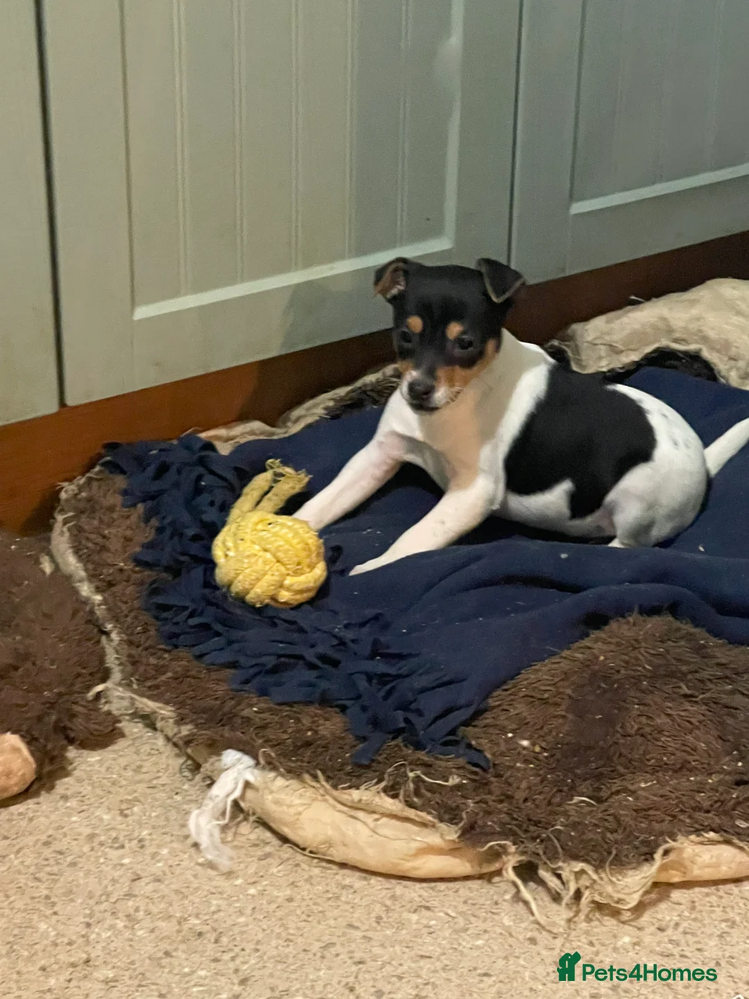 Jack Russell dogs for sale: Jack Russell pup for sale  - Advert 2