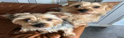 Yorkshire Terrier dogs for sale: Lovely yorkie pups! in Southampton - Advert 4