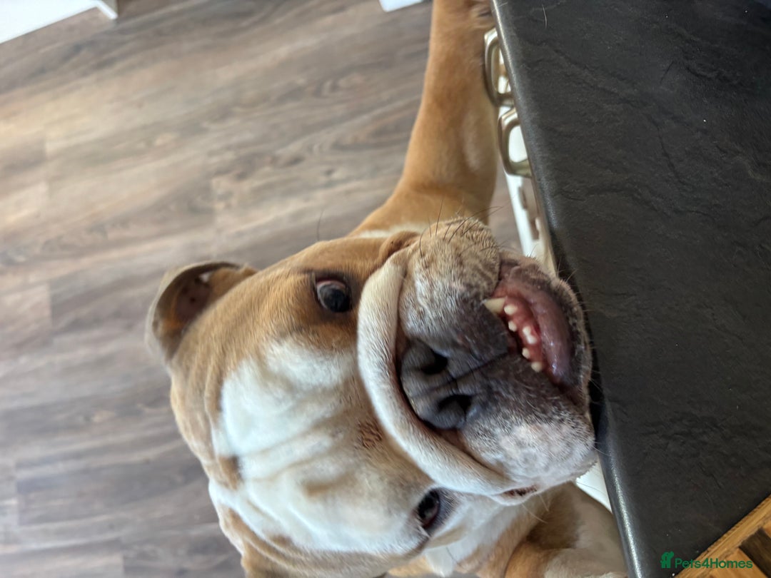 Mixed Breed dogs for sale: Very handsome bulldog - Image 5