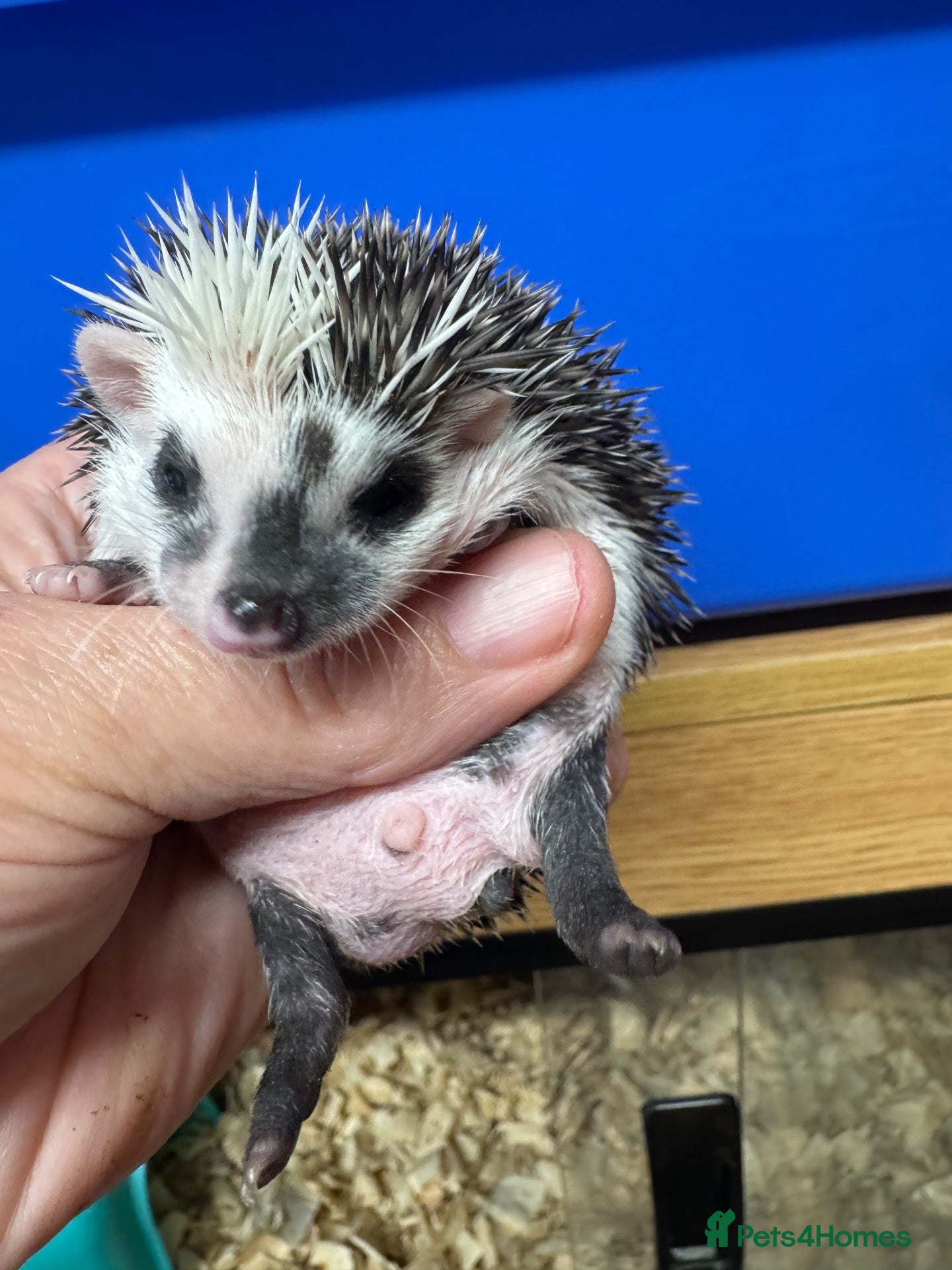 Pygmy Hedgehog rodents Baby hoglets ready now! Very friendly  - Advert 1