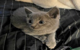 Russian Blue cats for sale: Pedigree Russian blue kittens NORTH LONDON  - Image 3