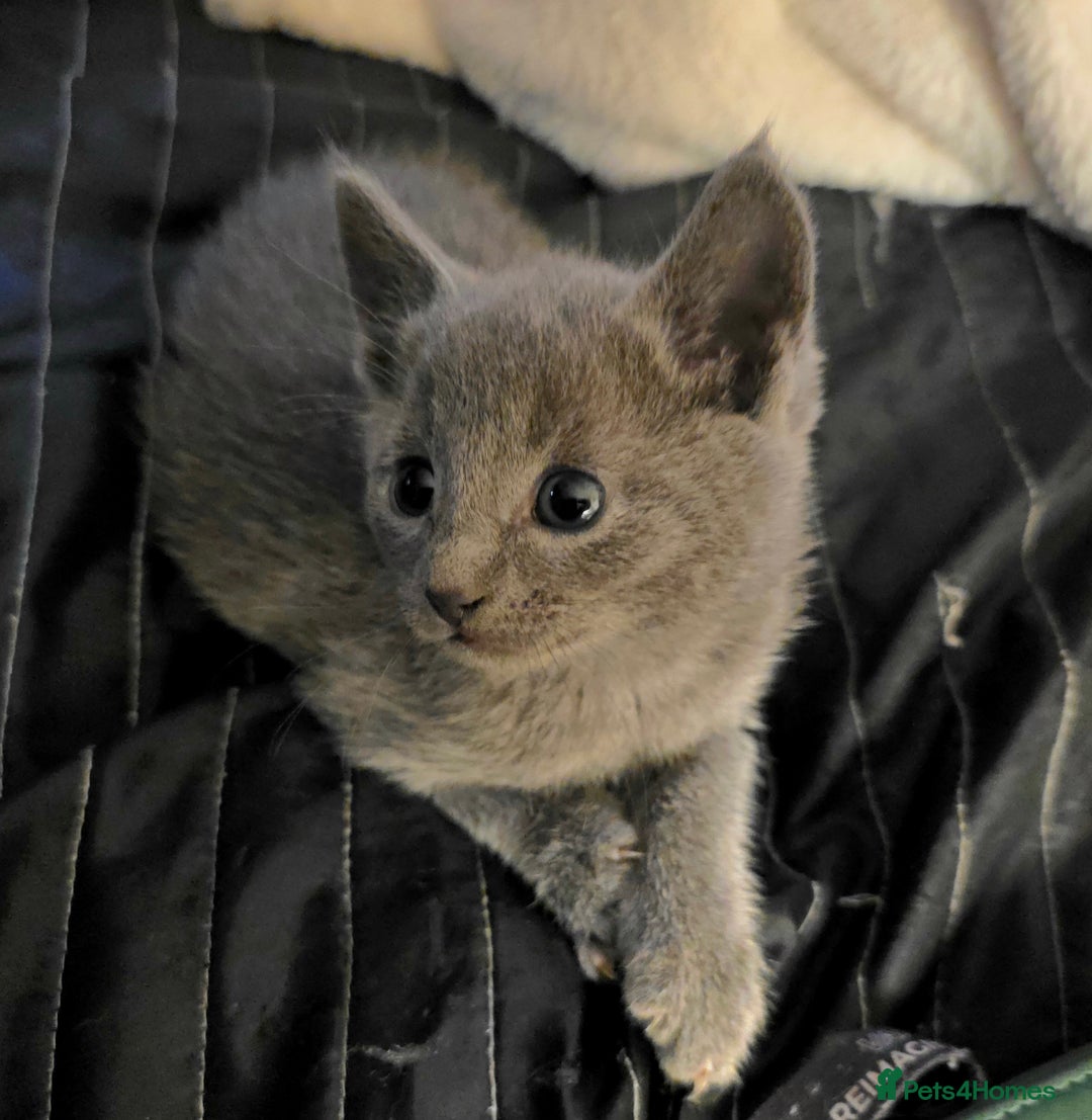 Russian Blue cats for sale: Pedigree Russian blue kittens NORTH LONDON  - Image 3