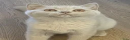 British Shorthair cats for sale: British shorthair rare colors  - Advert 3