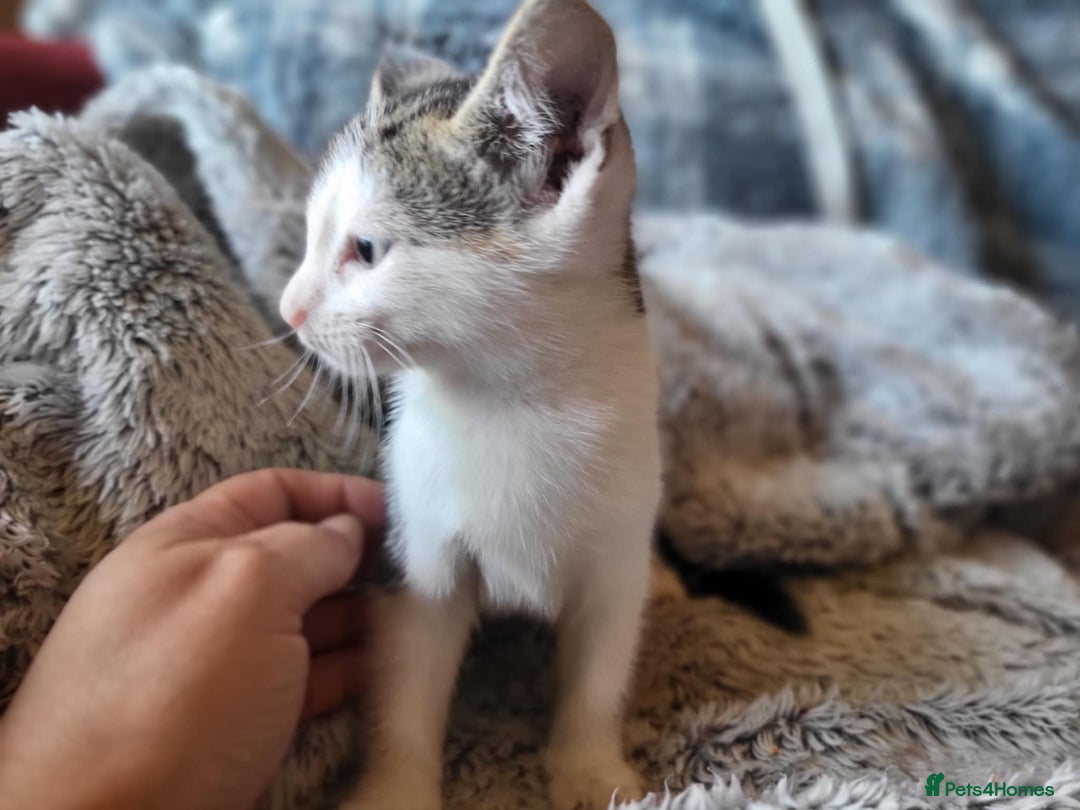 Mixed Breed cats for sale: 4 beautiful little kittens  - Image 5