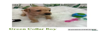 Labrador Retriever Puppy 1