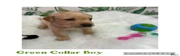 Labrador Retriever dogs for sale: Stunning Labrador Retriever Puppies  - Advert 10