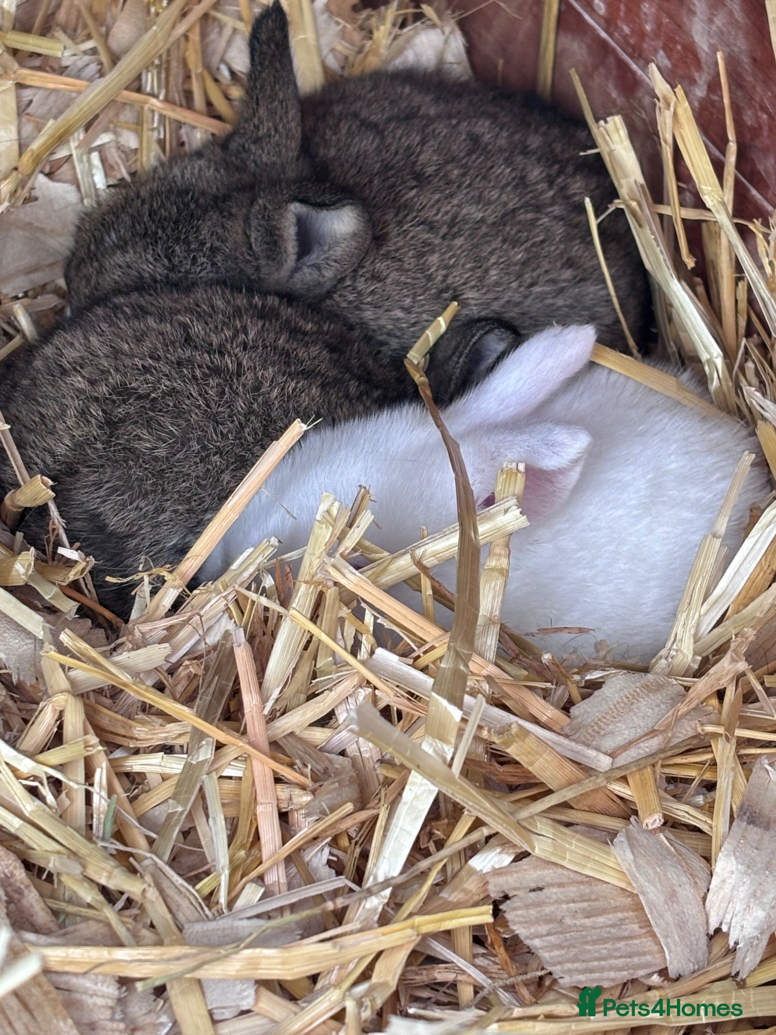 Mini Lop rabbits 🐰 Pure Bred Mini Lop Bunnies 🐰 - Advert 1