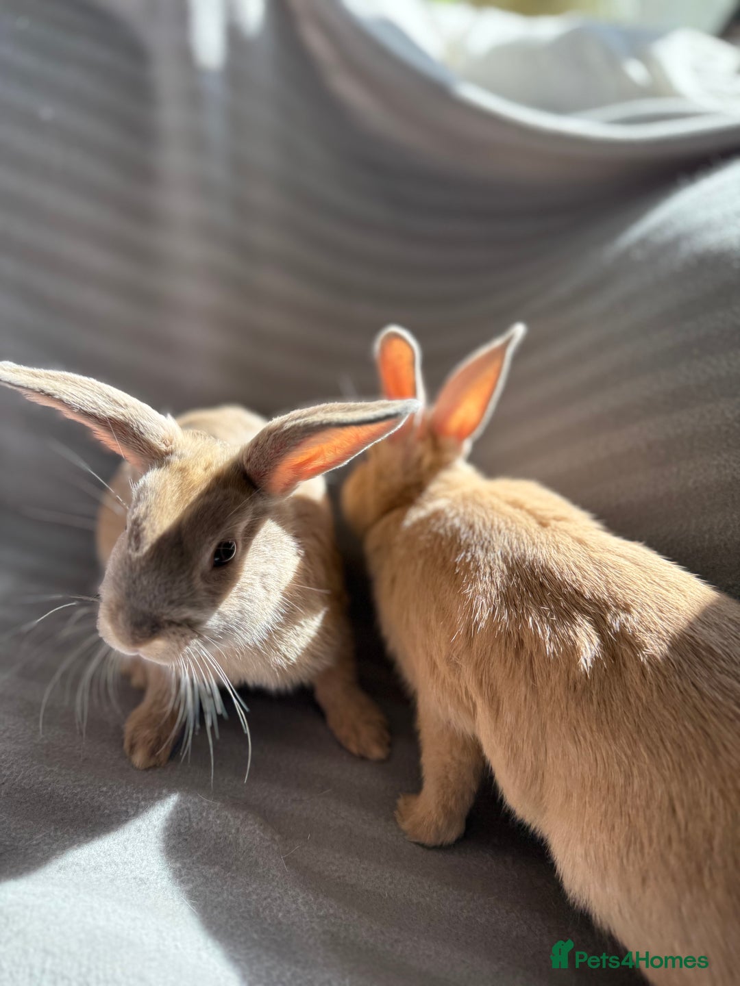 Mixed Breed rabbits for sale: 3 stunning Lop crossed with Double lion mane - Image 8