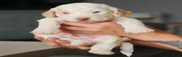 Cockapoo dogs for sale: Stunning F2 Cockapoo Puppies  in Saltburn-by-the-Sea - Advert 21