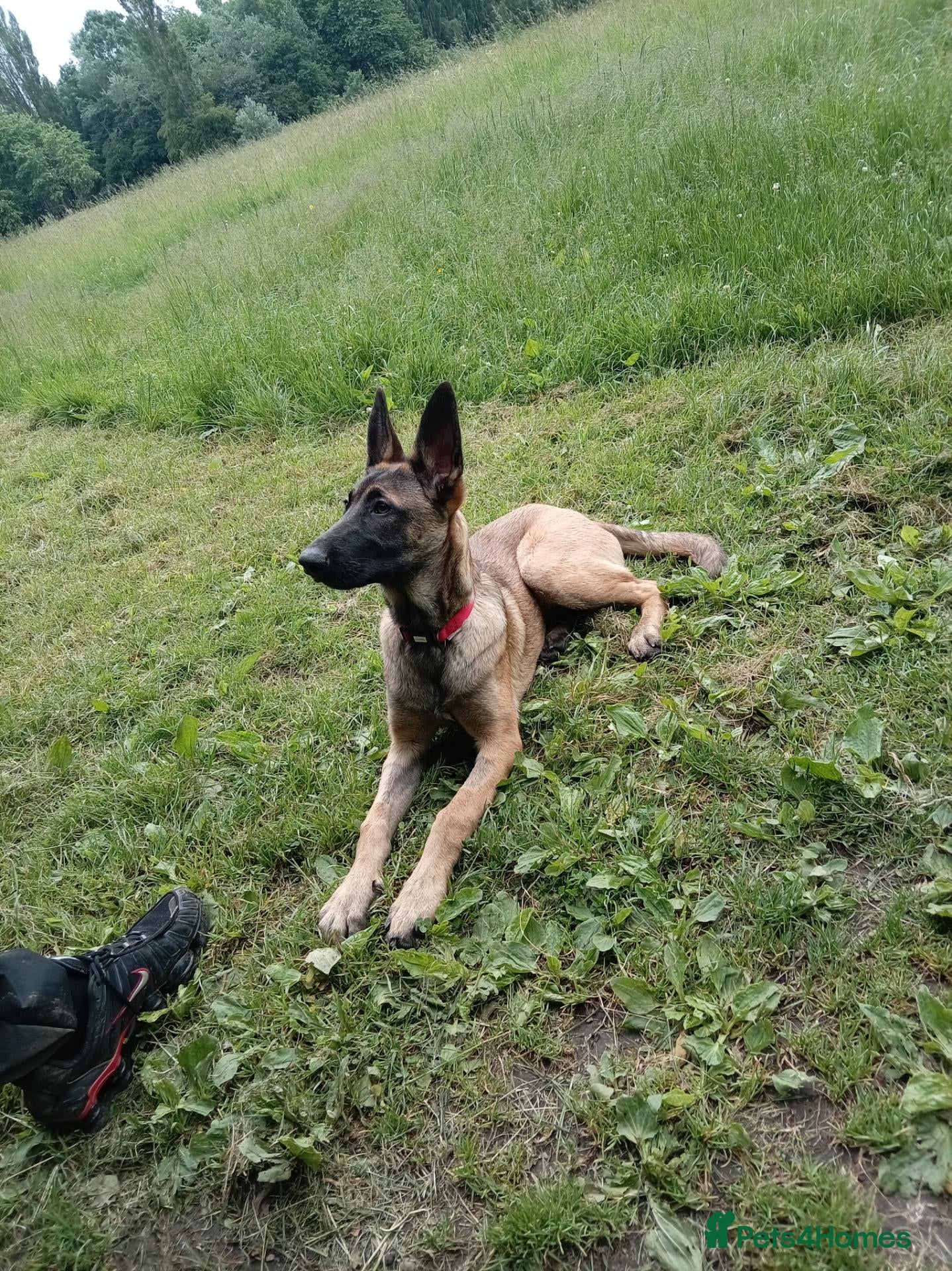 Belgian Shepherd Dog dogs Belgian Malinois Female - Advert 3
