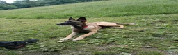 Belgian Shepherd Dog dogs for sale: Belgian Malinois Female - Advert 1