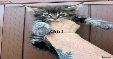 Maine Coon cats for sale - Advert 7