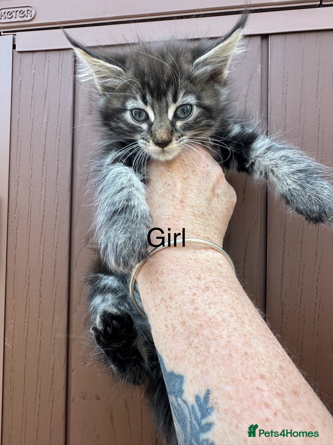 Maine Coon cats for sale: Main coon - Image 2