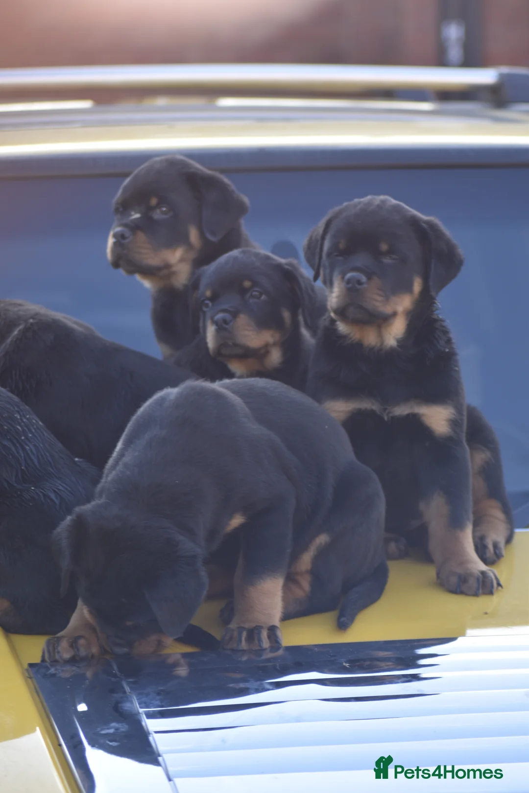 Rottweiler dogs for sale: Champion Line Rottweiler Pups for loving homes - Advert 7