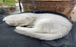 Scottish Fold cats for sale: Need home ASAP Full pedigreeTICA reg Scottish Fold in Barnet - Image 32