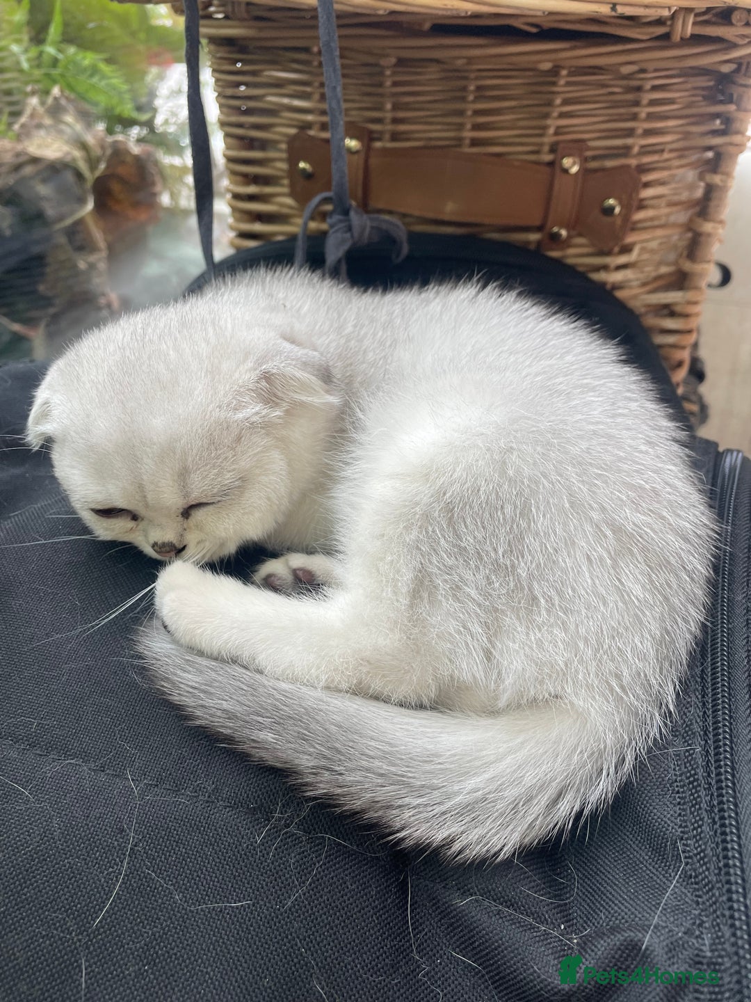 Scottish Fold cats for sale: Need home ASAP Full pedigreeTICA reg Scottish Fold in Barnet - Image 32