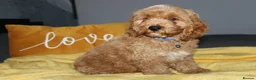 Cockapoo dogs for sale: Yankee Doodle Puppies F1 – American Cockapoos - Advert 9