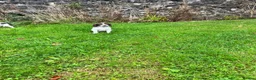English Springer Spaniel dogs for sale: Ready to go now, springer spaniel pups  - Advert 4