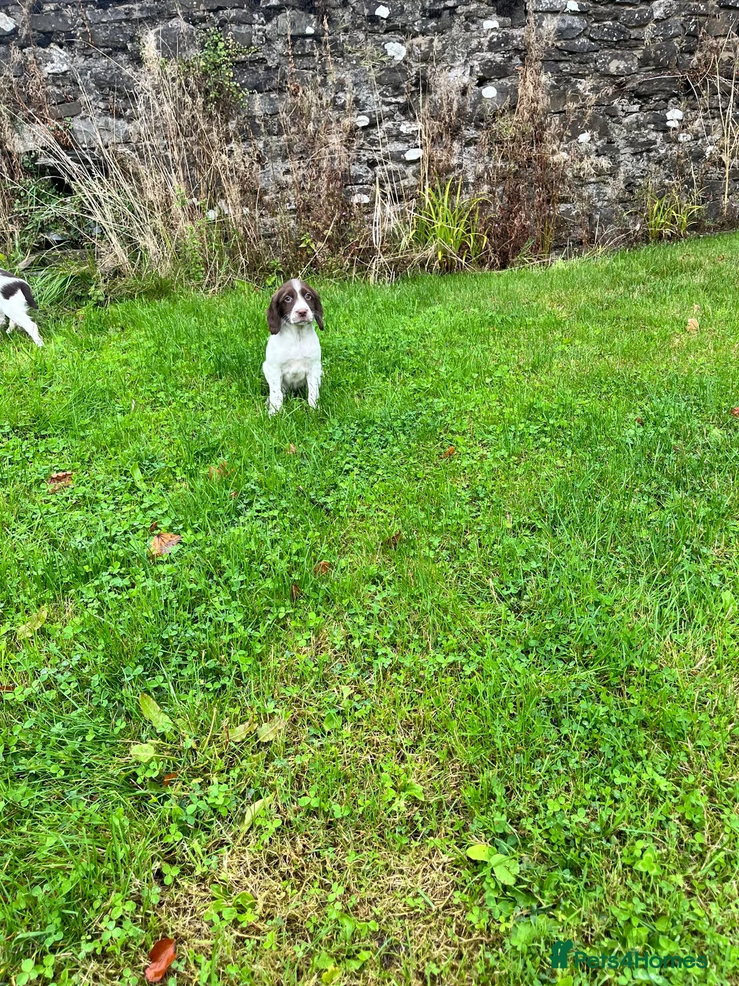 English Springer Spaniel dogs for sale: Ready to go now, springer spaniel pups  - Advert 4