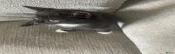 Mixed Breed cats for sale: Kittens  - Advert 6
