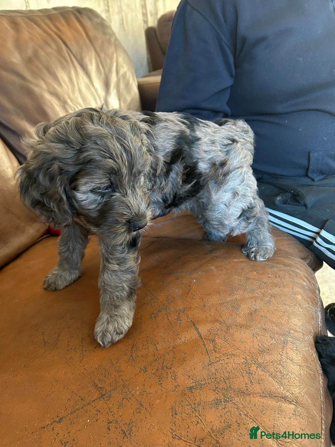 Cockapoo dogs for sale: Cockerpoo / cockapoo - Advert 12