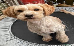 Cavapoo dogs for sale: FB2 cavapoo puppies-1girl & 6 boys - Image 2