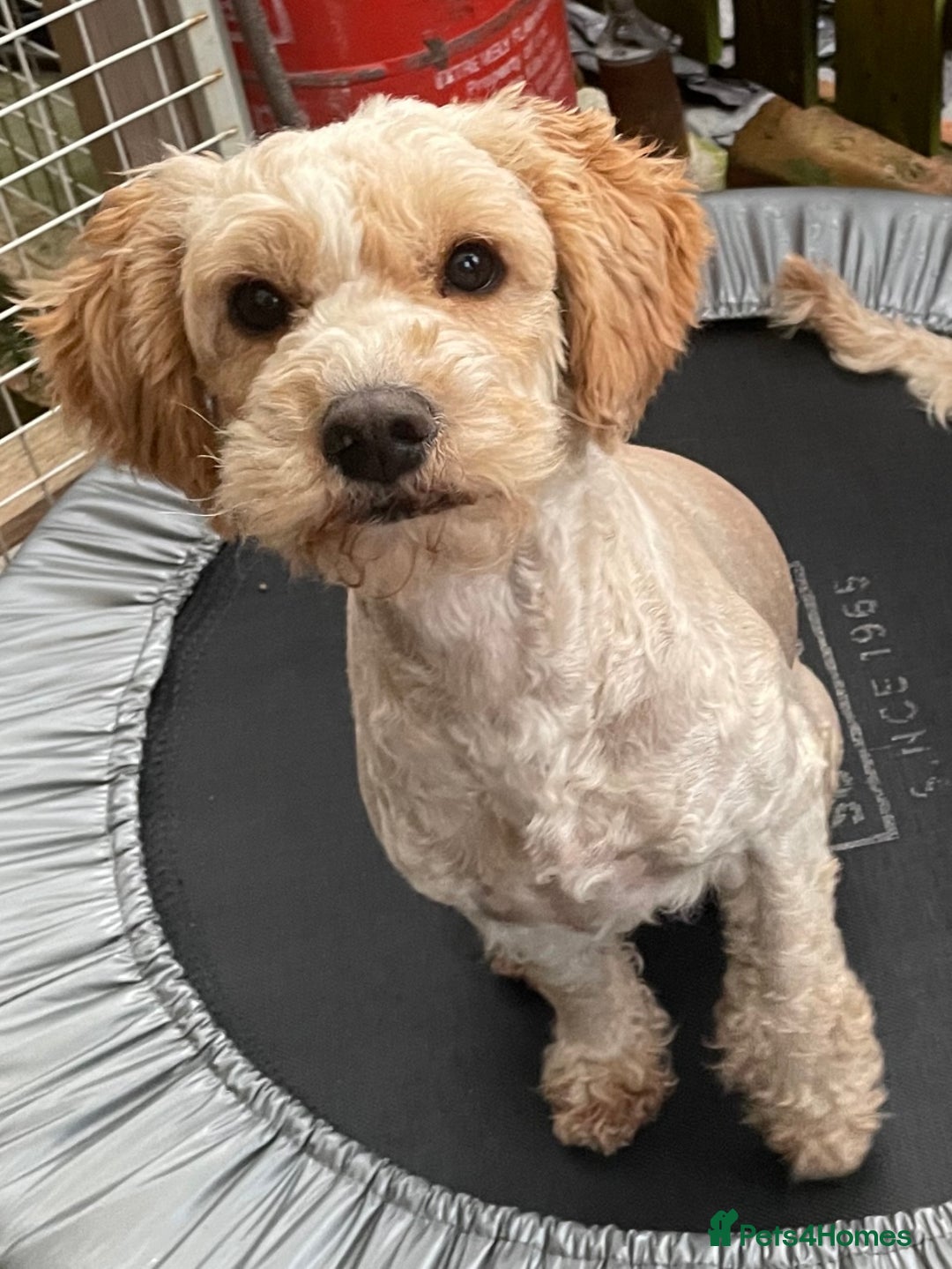 Cavapoo dogs for sale: FB2 cavapoo puppies-1girl & 6 boys - Image 2