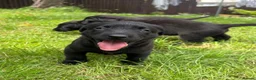 Labrador Retriever dogs for sale: FTCH sired KC Reg labrador puppies - Advert 6