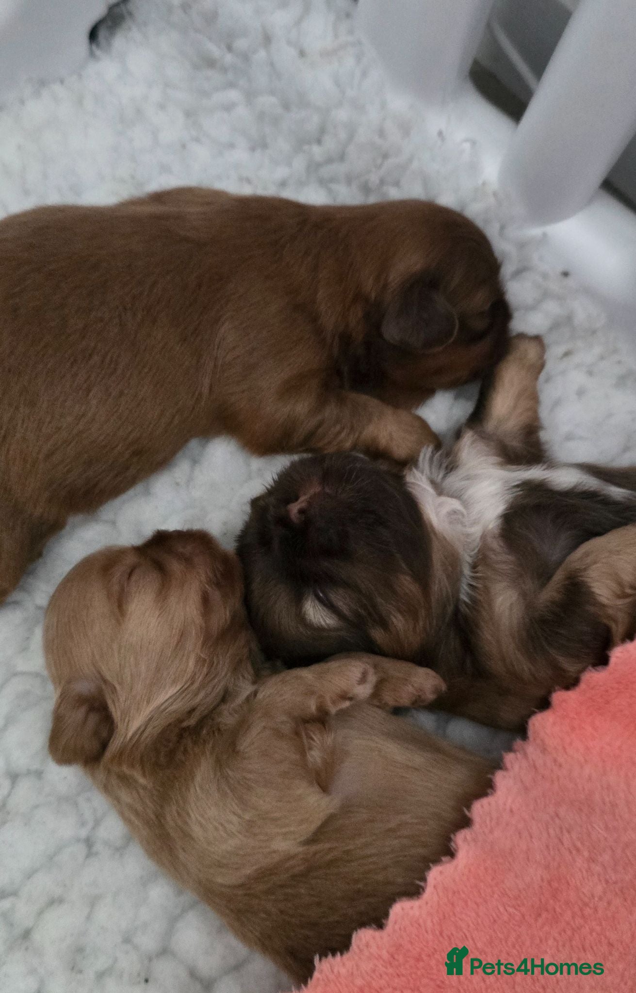 Shih Tzu dogs Stunning Imperial Shihtzu Puppies  - Advert 8