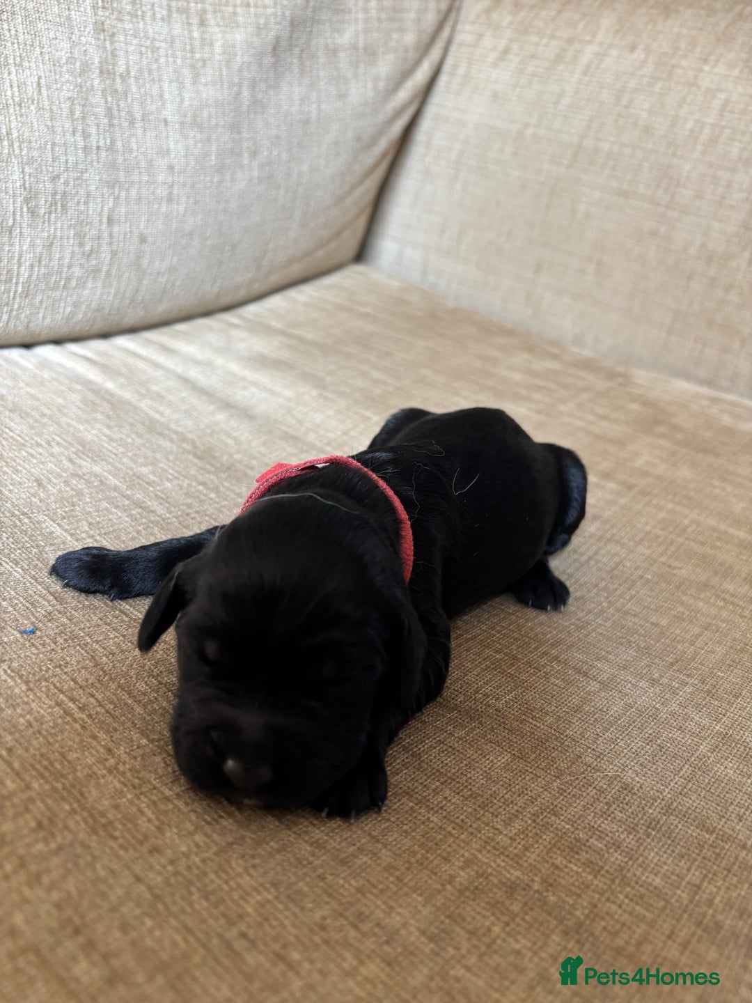 Goldendoodle dogs for sale: 12 Stunning Goldendoodles - Image 30