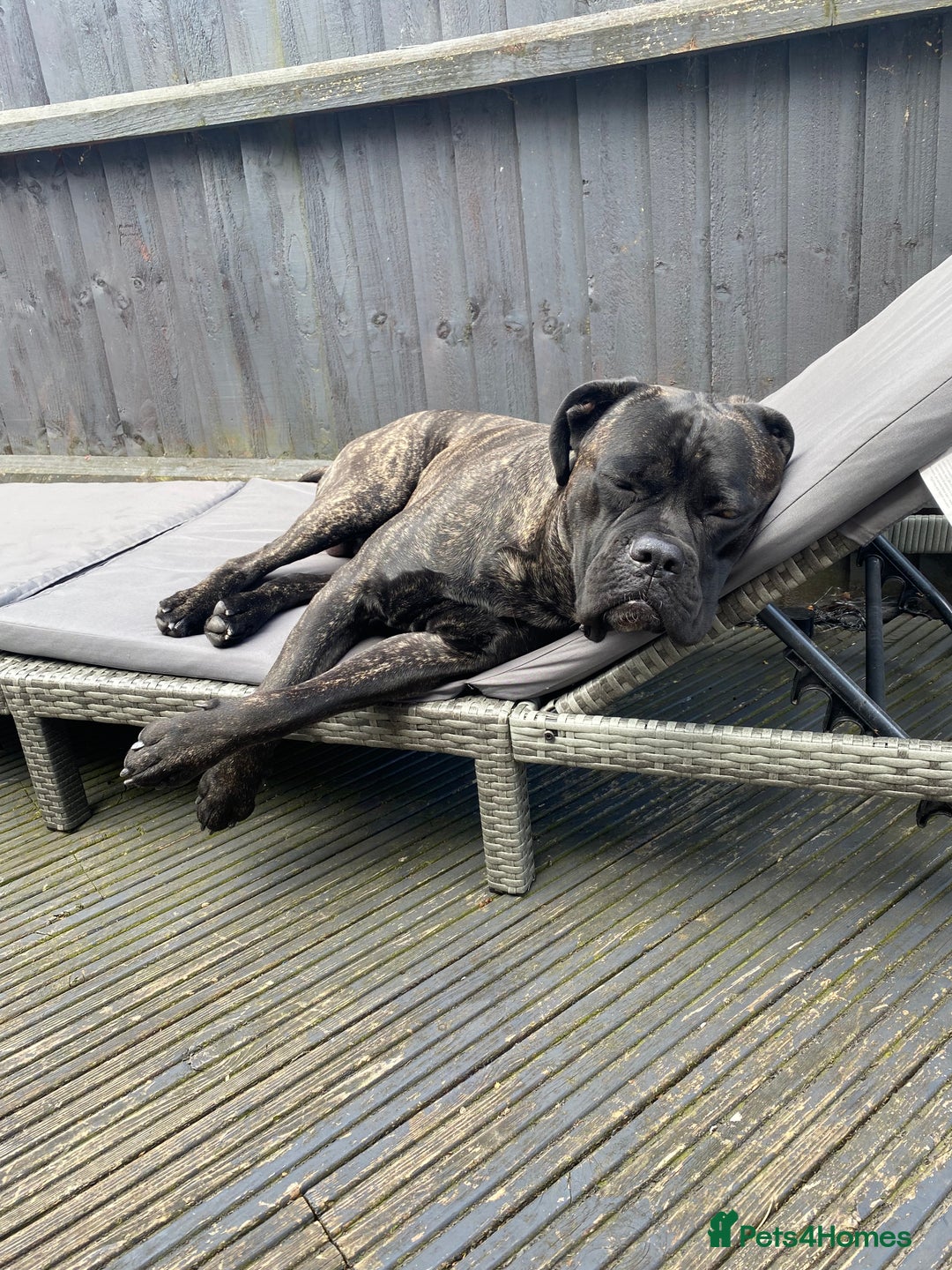 Cane Corso dogs for sale: Bruno  - Advert 7
