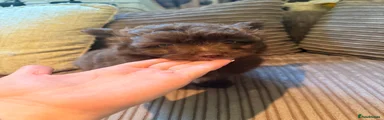 Pomapoo 1