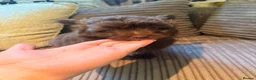 Pomapoo dogs for sale: Female chocolate pomapoo - Advert 7