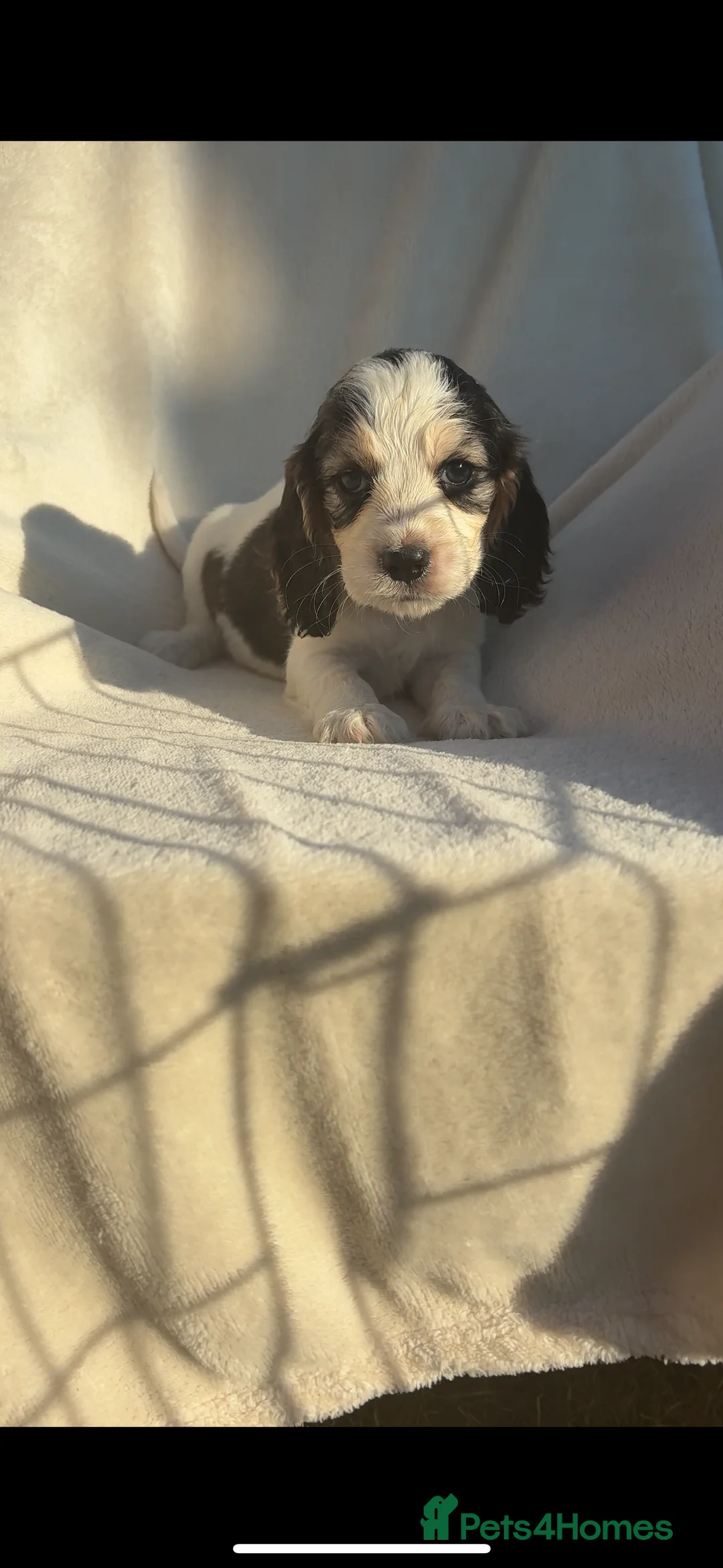 Cocker Spaniel dogs for sale: Cocker Spaniel Puppies🐾🐶 - Advert 11