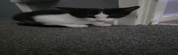 Mixed Breed cats for sale: 2 black and white kittens - Advert 4