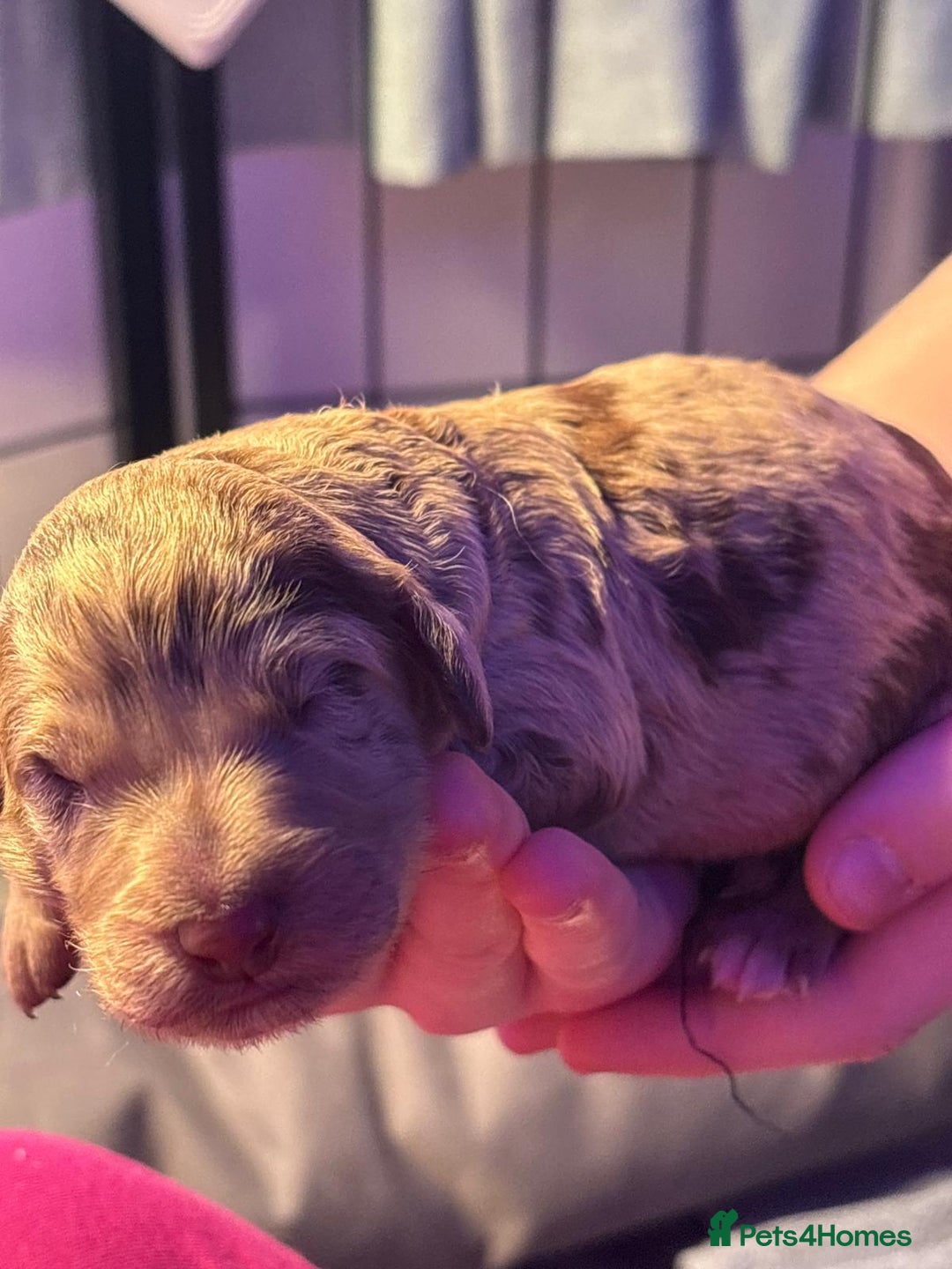 Mixed Breed dogs for sale: Merle Goldendoodle x Irish doodle - Advert 22