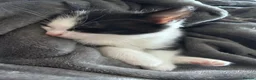 Domestic Shorthair cats for sale: Multiple litters  - Advert 5