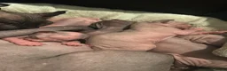 Sphynx cats for sale: Beautiful sphynx babies  - Advert 23