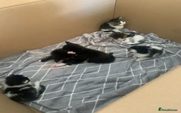 British Shorthair cats for sale: 6 litter mixed domestic kittens  - Image 9