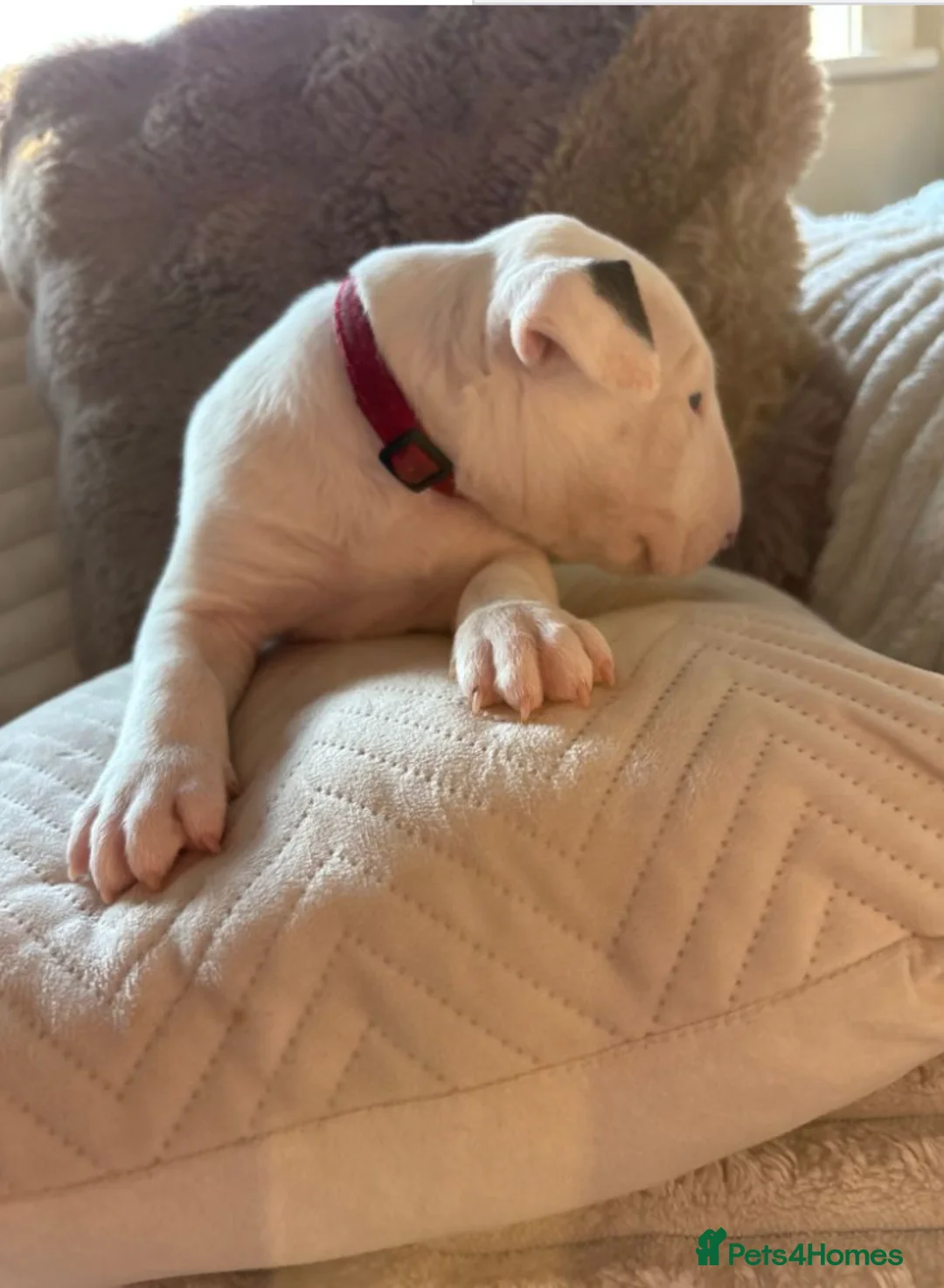 English Bull Terrier dogs for sale: Adorable English Terrier Puppies Available in Colchester - Advert 2