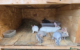 Rex rabbits for sale: 3 pieces left - Image 2