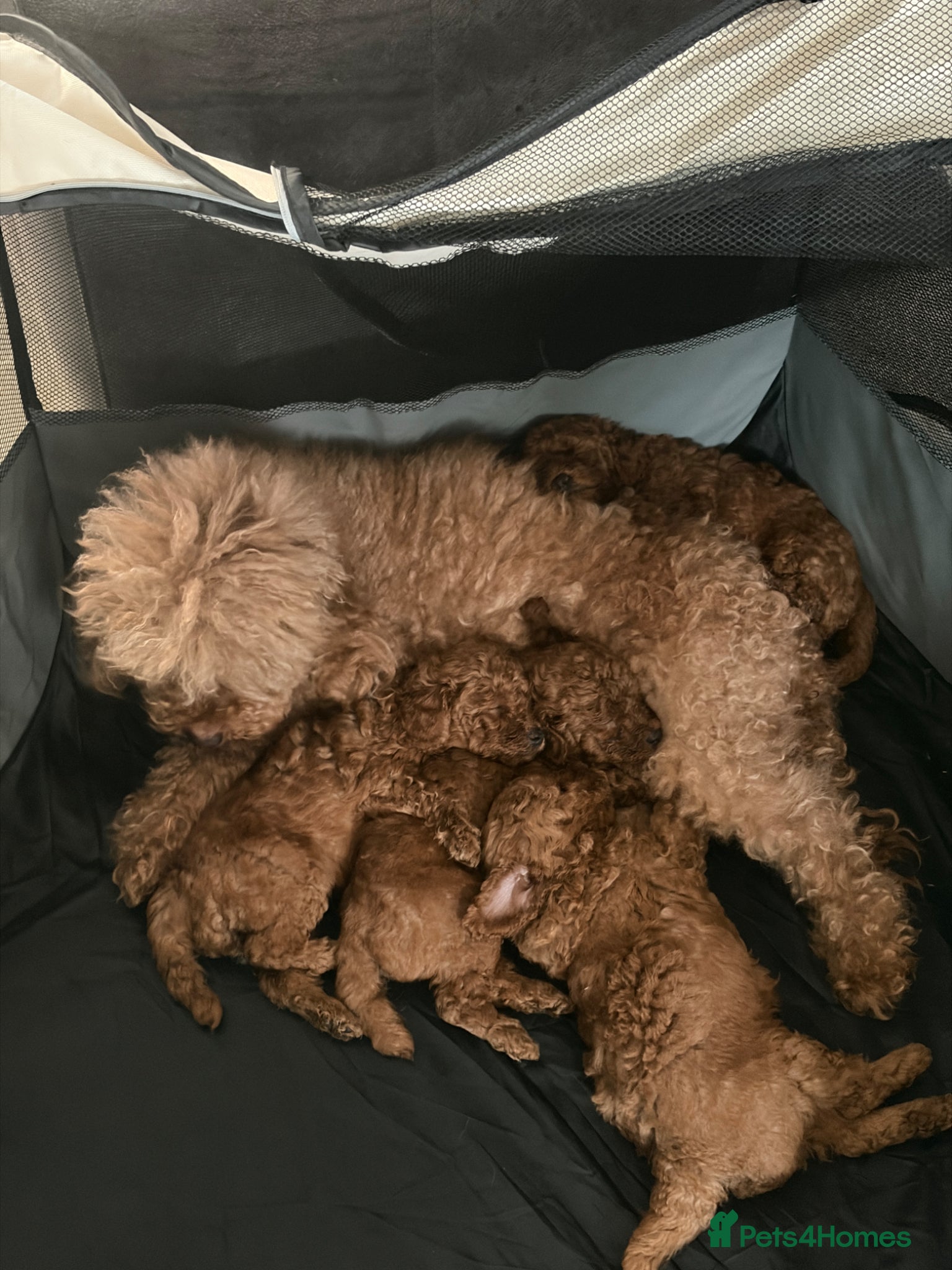 Toy Poodle dogs for sale: KC REGISTERED toy poodle puppies - Advert 12