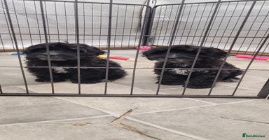 Cockapoo dogs 4 Stunning Black Girls F1 Show type cockapoos - Advert 3