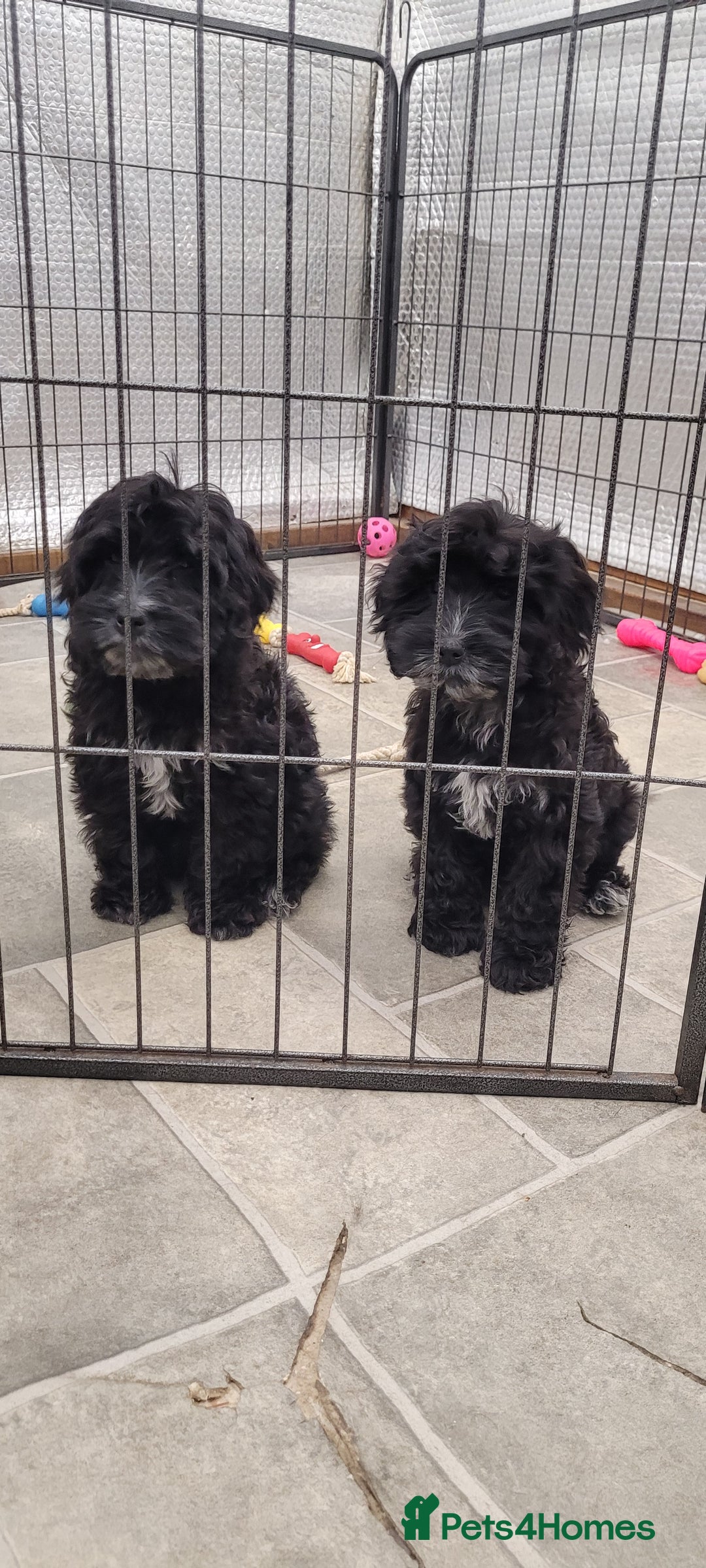 Cockapoo dogs for sale: 3 Stunning Black Girls F1 Show type cockapoos - Advert 3