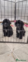 Cockapoo dogs 4 Stunning Black Girls F1 Show type cockapoos - Advert 3