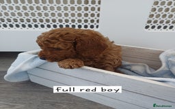Cockapoo dogs for sale: 3 beautiful cockapoo boys - Image 7