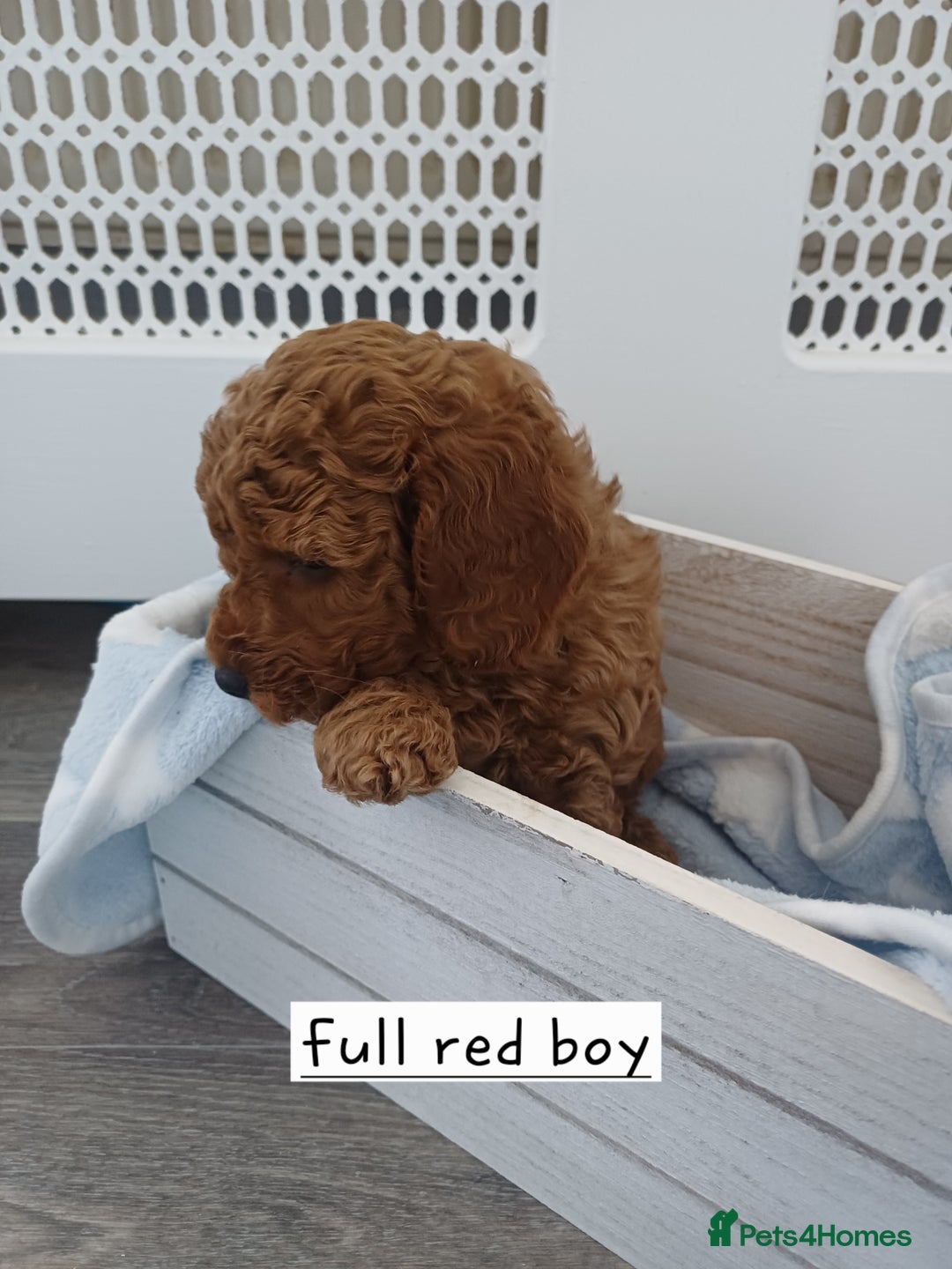 Cockapoo dogs for sale: 3 beautiful cockapoo boys - Image 7